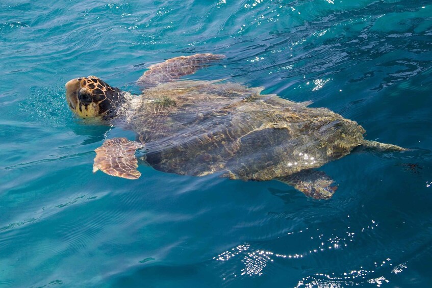 Picture 9 for Activity Zakynthos: Turtle Island and Caves Private Boat Trip