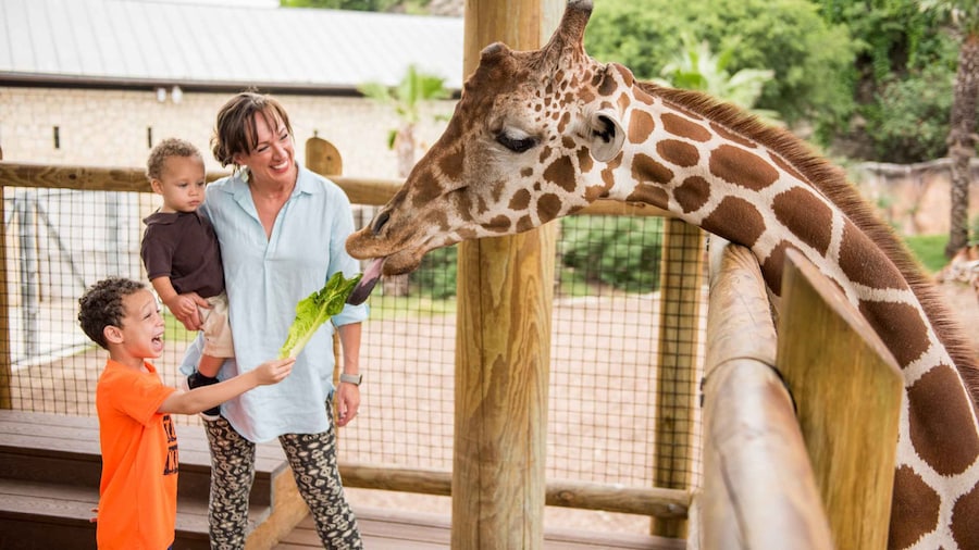 San Antonio: San Antonio Zoo Any Day Ticket