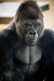 San Antonio: San Antonio Zoo Alla Dagars Biljett