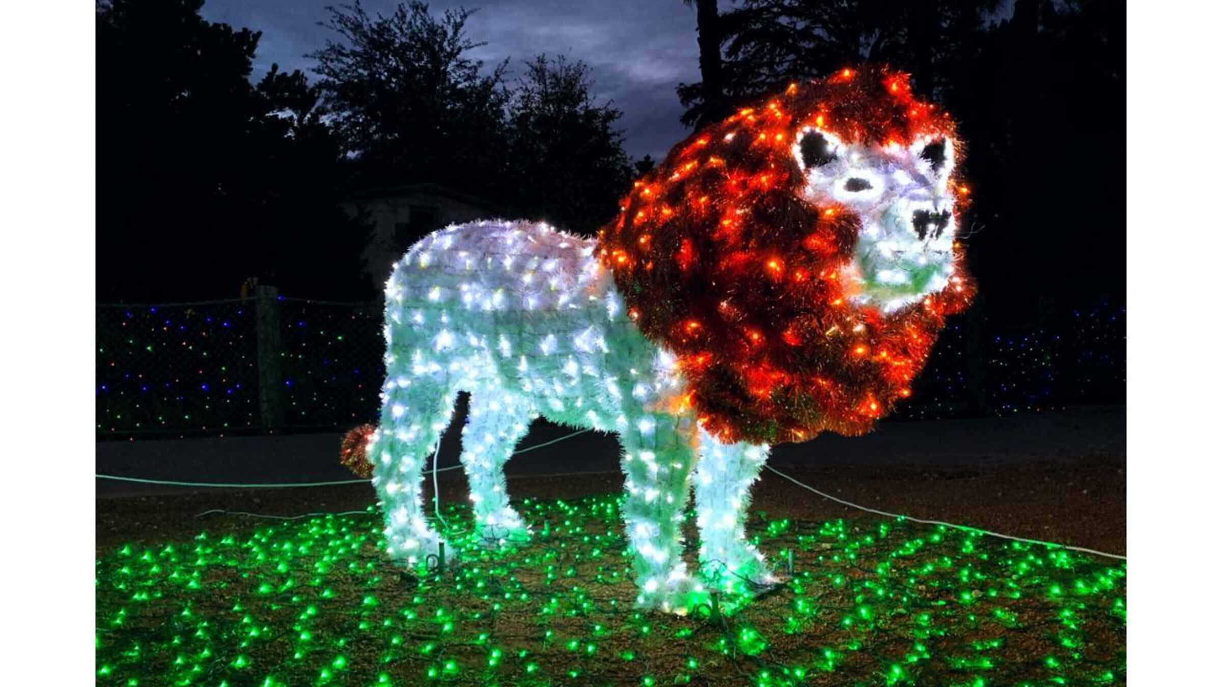 San Antonio Zoo Any Day Ticket including ZooLights