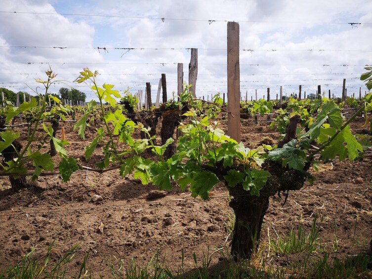 Small-Group Loire Wine Day Tour from Tours