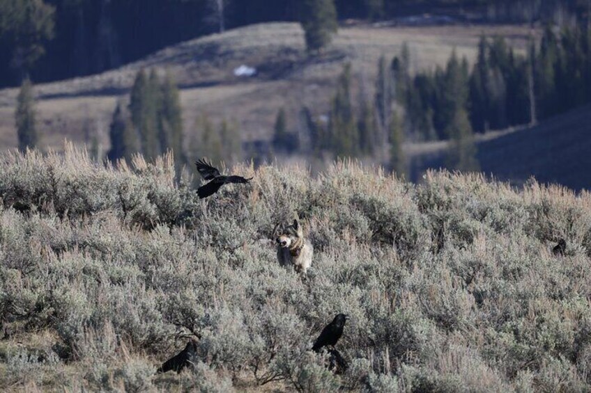 Private Guided Tour in Yellowstone Wildlife