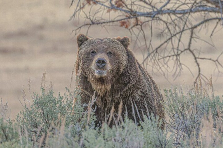 Private Guided Tour in Yellowstone Wildlife