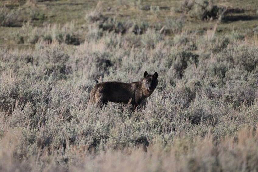 Private Guided Tour in Yellowstone Wildlife