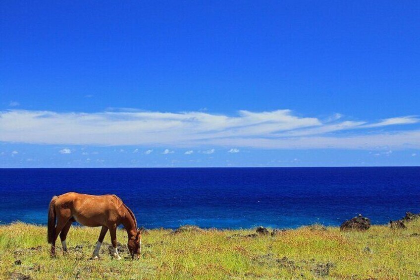 3-Hour Terevaka Horseback Private Guided Riding Tour