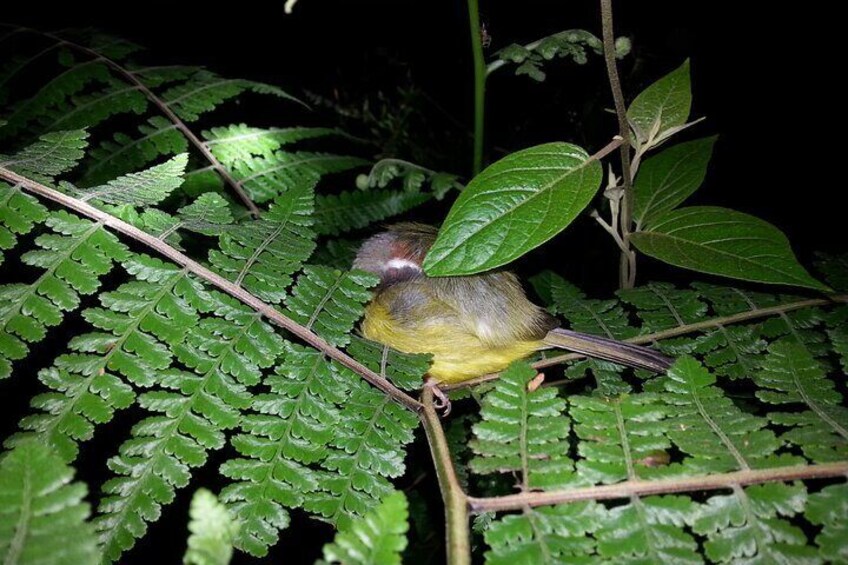 Small Group Night Walking Tour in Monteverde