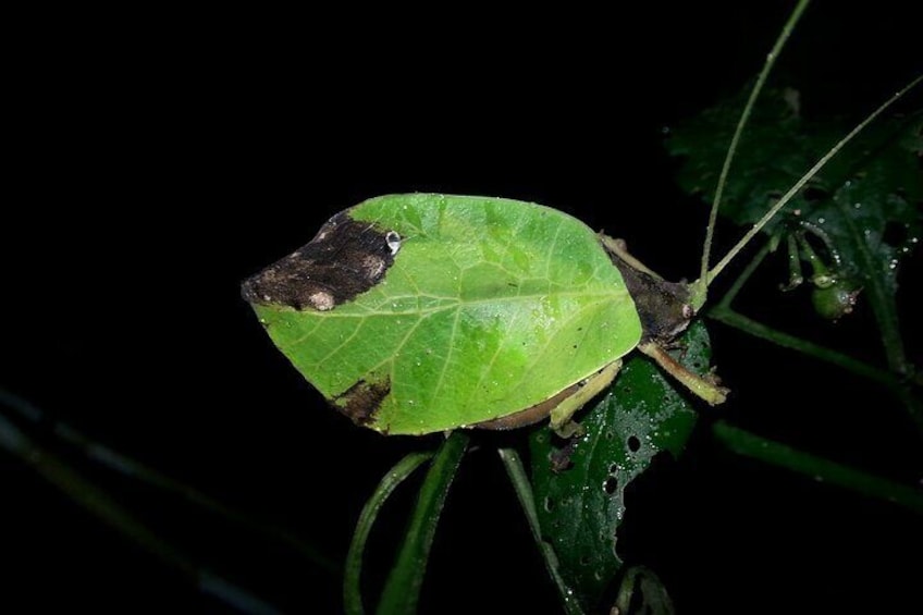 Small Group Night Walking Tour in Monteverde