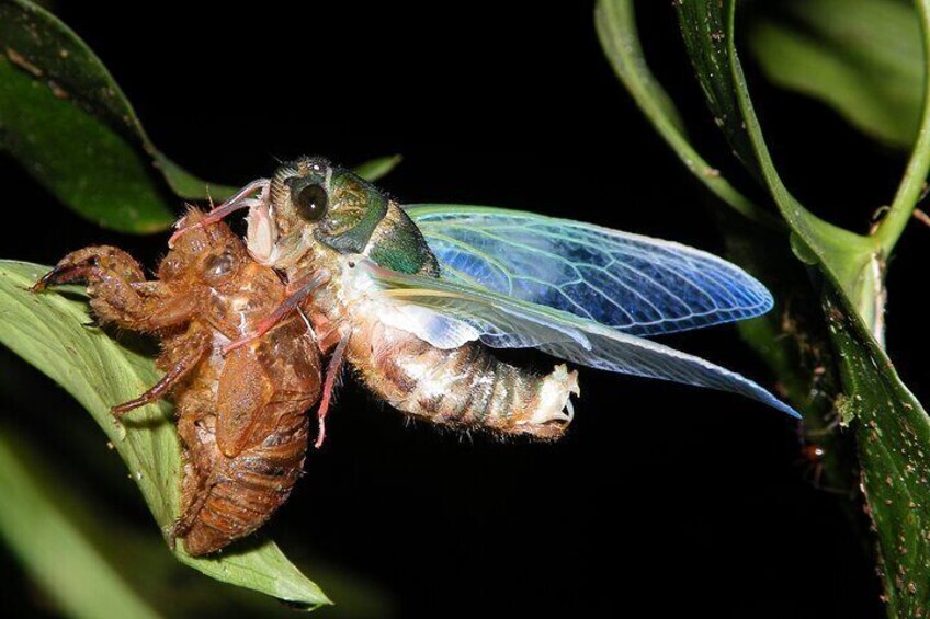 Small Group Night Walking Tour in Monteverde