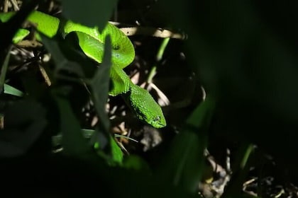 Small Group Night Walking Tour in Monteverde