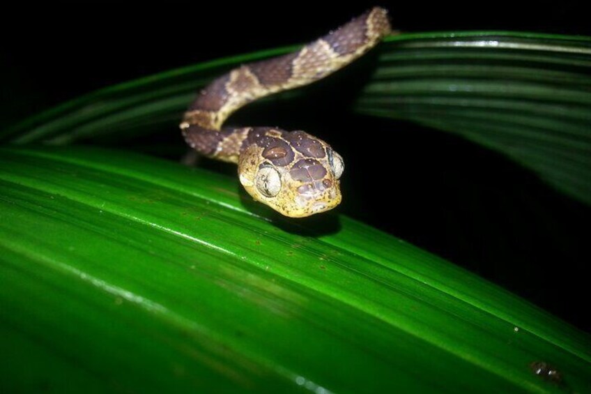 Small Group Night Walking Tour in Monteverde