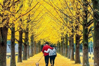 Nami Island& Petite France& Garden of Morning Calm& Italian Village One-Day...