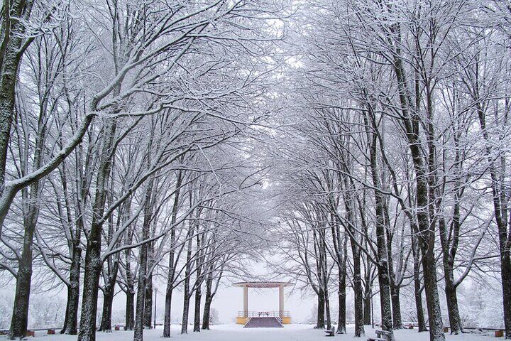 Nami Island & Petite France with Italian Village One-Day Tour 