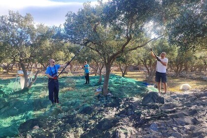 Small-Group Olive Harvest Tour in Cres