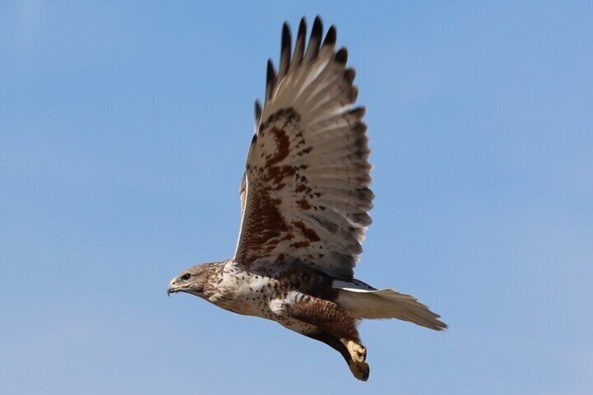 Ferruginous Hawk