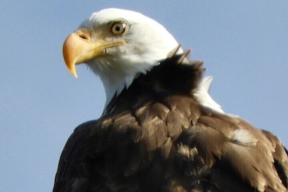 Colorado's Birds of Prey Full-Day with Lunch