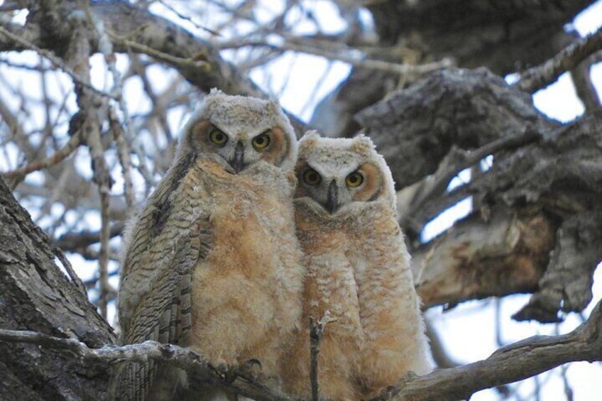 Great Horned Owl fledglings