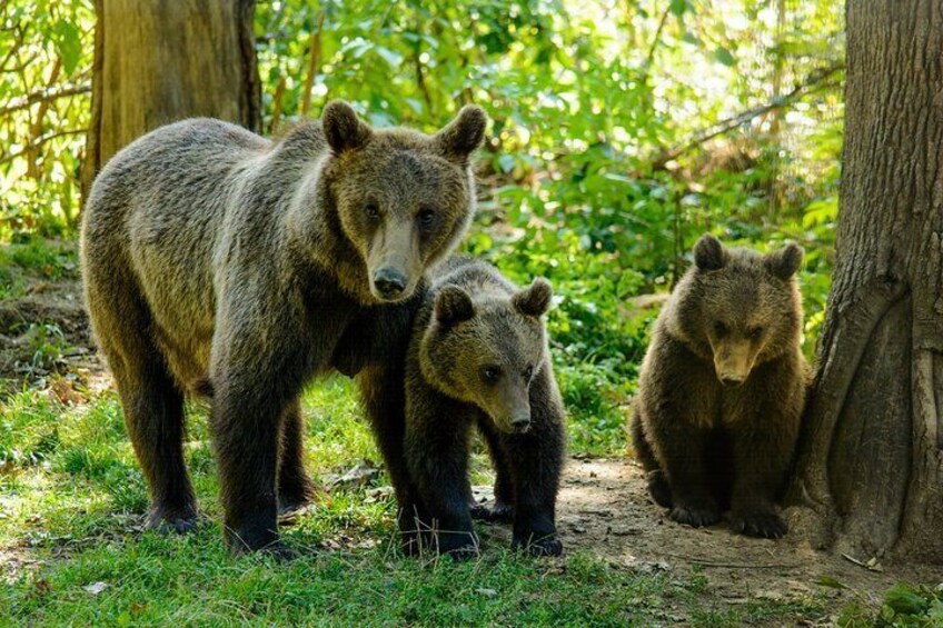 Happy bears at the sanctuary
