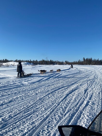 Picture 3 for Activity Yellowknife: Dog Sledding Tour