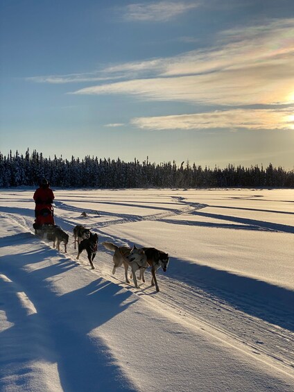 Picture 9 for Activity Yellowknife: Dog Sledding Tour