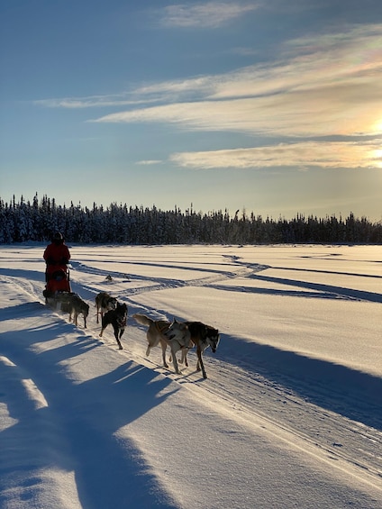 Picture 9 for Activity Yellowknife: Dog Sledding Tour
