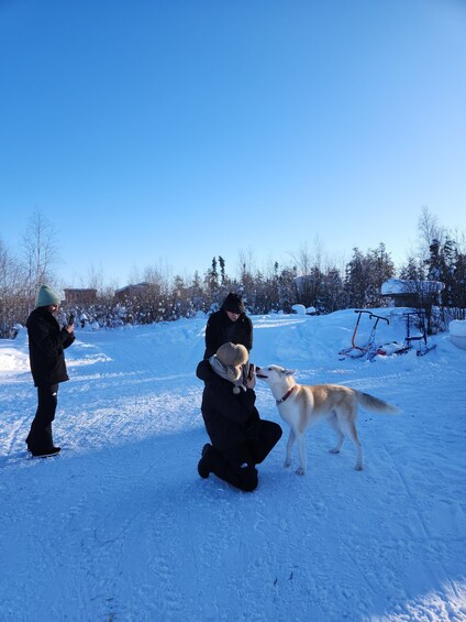 Picture 1 for Activity Yellowknife: Dog Sledding Tour