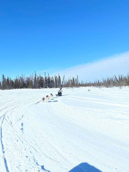 Picture 7 for Activity Yellowknife: Dog Sledding Tour