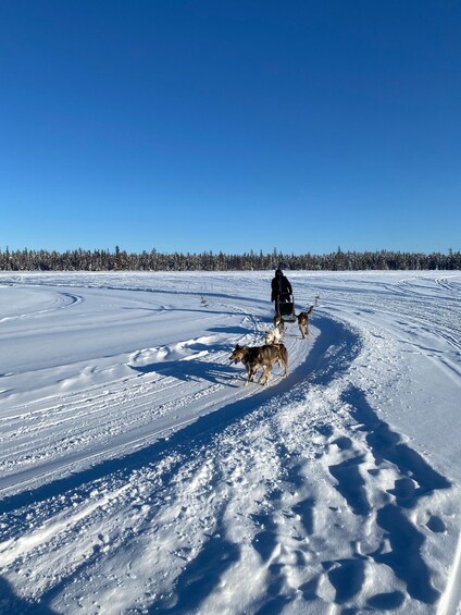 Picture 2 for Activity Yellowknife: Dog Sledding Tour