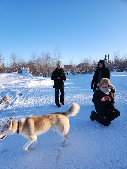 Yellowknife: Dog Sledding Tour