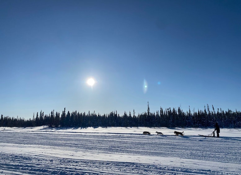 Picture 4 for Activity Yellowknife: Dog Sledding Tour