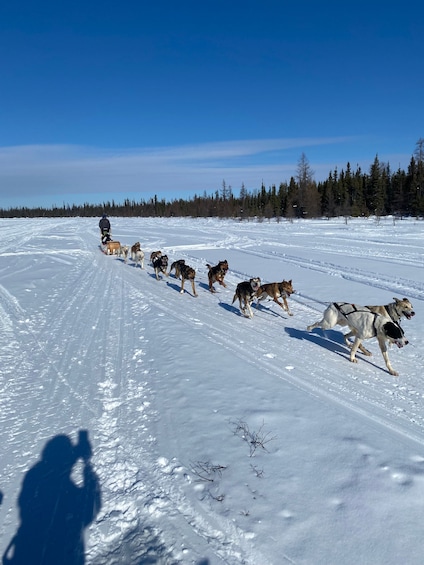 Picture 8 for Activity Yellowknife: Dog Sledding Tour