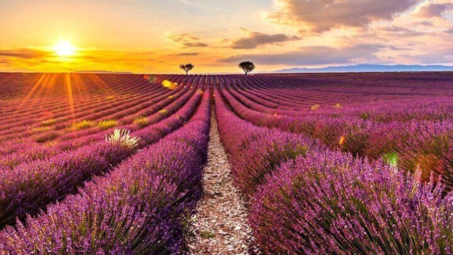 Plateau of Valensole