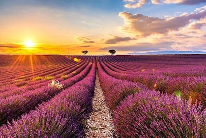 Visit the lavender fields, the Gorges du Verdon and Moustiers.