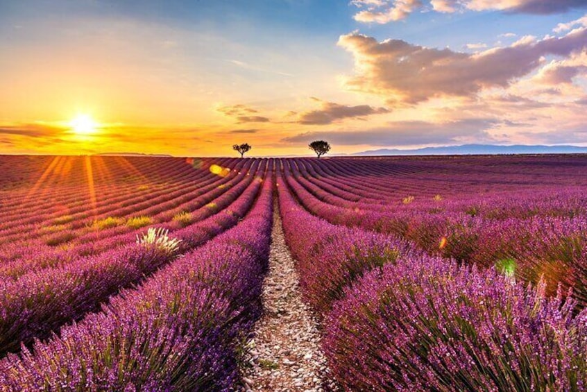 Plateau of Valensole
