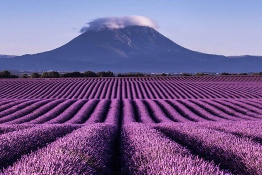 One day tour in the middle of the lavender fields and the Gorges du Verdon