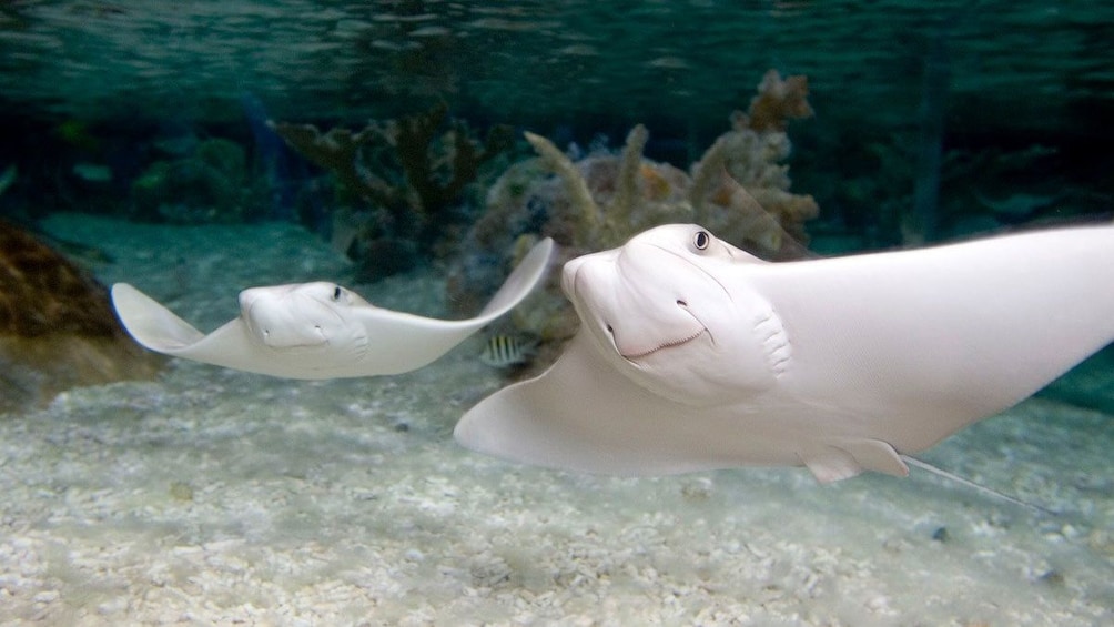 Cargar ítem 5 de 5. Two stingrays in a tank at Sea Life in Orlando