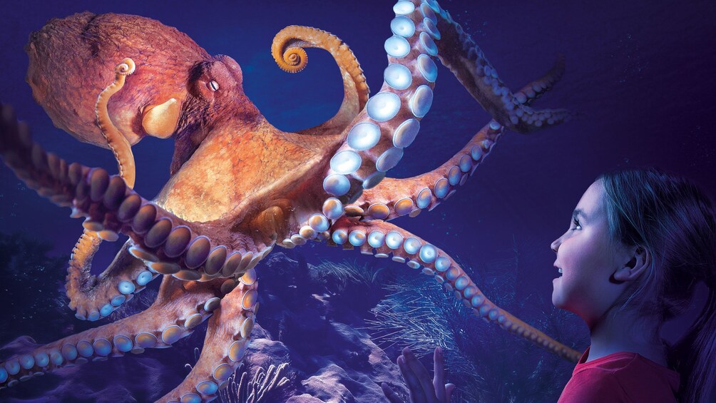 Cargar ítem 3 de 5. Child looking at octopus in aquarium at Sea Life in Orlando