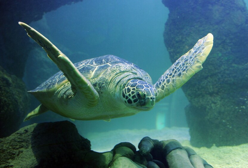 Carregar foto 5 de 9. SEA LIFE Orlando Aquarium