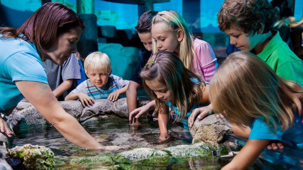 Cargar ítem 2 de 5. Marine touch tank with a group of children at Sea Life in Orlando