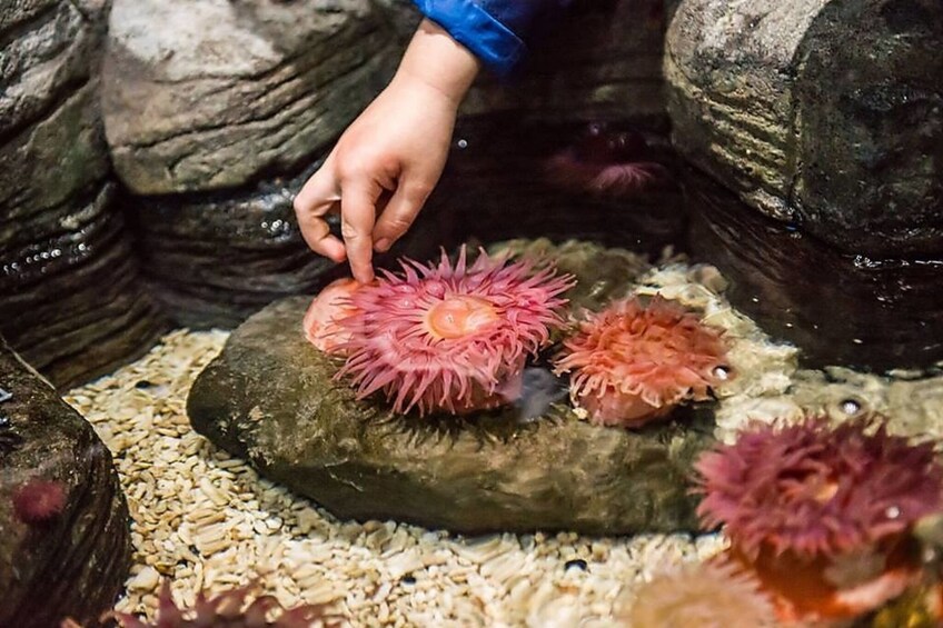 Carregar foto 4 de 9. SEA LIFE Orlando Aquarium