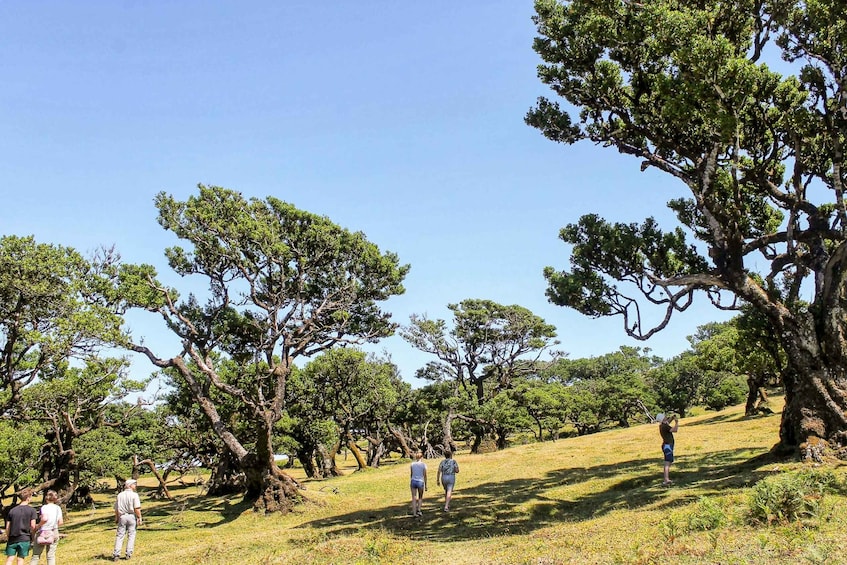 Picture 13 for Activity Funchal: Enchanted Terraces, Porto do Moniz & Fanal 4WD Tour