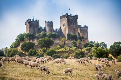 Cordoue : Billet d'entrée pour le château d'Almódovar