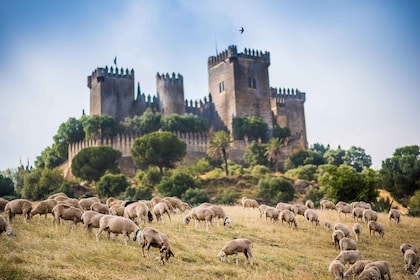 Córdoba: Entrébiljett till slottet Almódovar