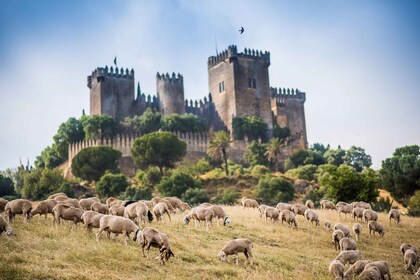 Córdoba: Eintrittskarte für die Burg Almódovar