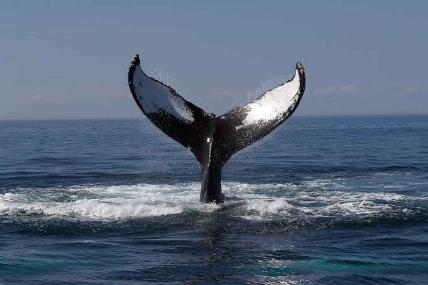 Picture 1 for Activity Terceira Island Whale Watching and Jeep Tour