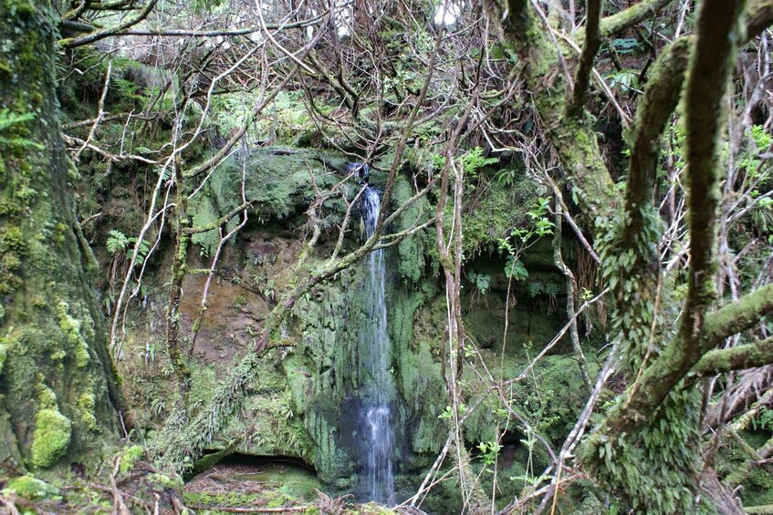 Picture 8 for Activity Terceira Island Whale Watching and Jeep Tour