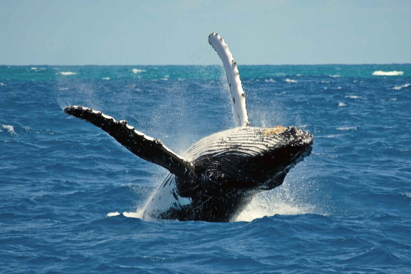 Terceira Island Whale Watching and Jeep Tour