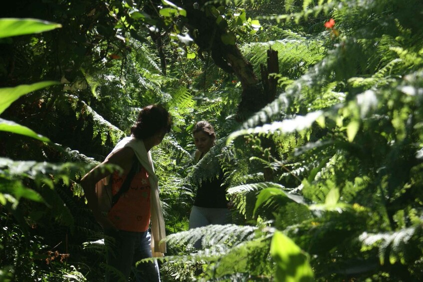 Picture 9 for Activity Terceira Island Whale Watching and Jeep Tour