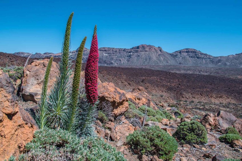 Picture 8 for Activity Tenerife: Teide and Las Cañadas Half-Day Tour