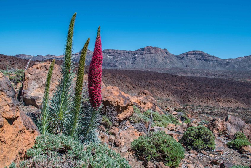 Picture 8 for Activity Tenerife: Teide and Las Cañadas Half-Day Tour