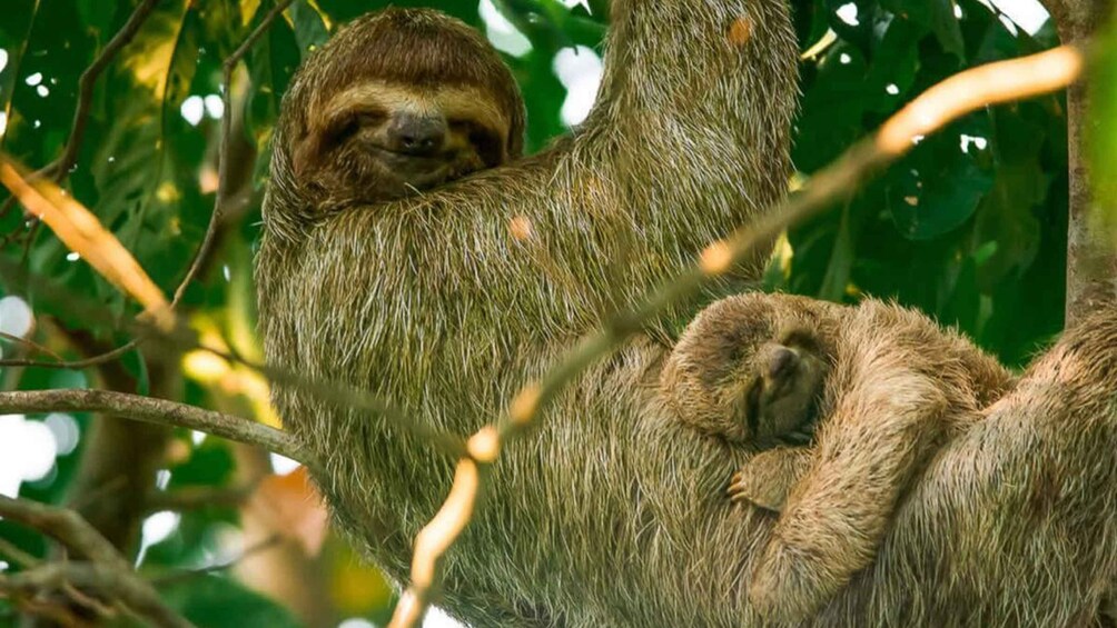 Picture 5 for Activity Manuel Antonio: Natural Mangrove Guided Boat Tour and Drinks